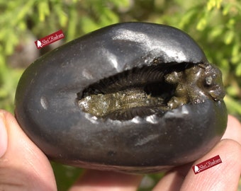 ShriRudram Big Size Golden Narsimha Shaligram, Saligram Stone - Gandaki Nepal, Ritual Object, Pooja Item, Vishnu Puja, Religious Gifts NS278