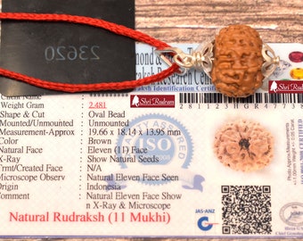 ShriRudram 11 Mukhi Rudraksha / Eleven Face Rudraksh Java Bead Lab Certified 19.66 MM