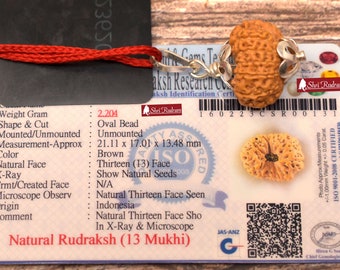 ShriRudram 13 Mukhi Rudraksha / Thirteen Face Rudraksh Java Bead Lab Certified 21.11 MM