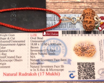 ShriRudram 17 Mukhi Rudraksha / Seventeen Face Rudraksh Java Bead Lab Certified 18.68 MM