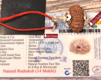 ShriRudram 14 MUkhi Rudraksha / Fourteen Face Rudraksh Java Bead Lab Certified 22.55 MM