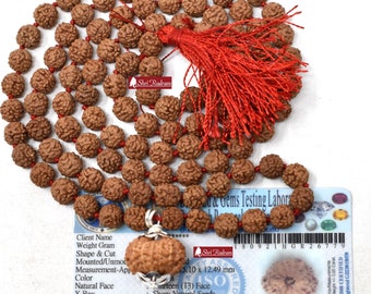 ShriRudram 13 Mukhi Rudraksha / Thirteen Face Rudraksh Java Bead Lab Certified Attached in 5 Mukhi Mala