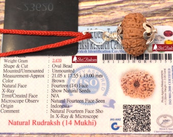 ShriRudram 14 Mukhi Rudraksha / Fourteen Face Rudraksh Java Bead Lab Certified 21.05 MM