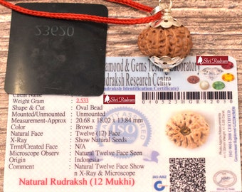 ShriRudram 12 Mukhi Rudraksha / Twelve Face Rudraksh Java Bead Lab Certified 20.68 MM