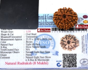ShriRudram 8 Mukhi Rudraksha Eight Face Rudraksh Nepal Bead Lab Certified 23.33 MM