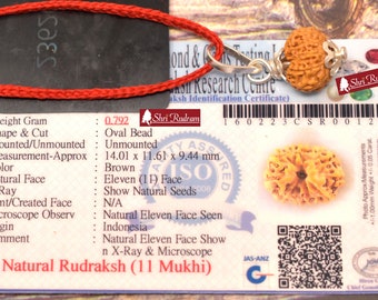 ShriRudram 11 Mukhi Rudraksha / Eleven Face Rudraksh Java Bead Lab Certified 14.01 MM