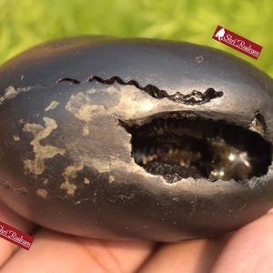 ShriRudram Lakshmikant Shaligram, Lakshmikanta  Saligram Stone  Gandaki River Nepal, Ritual Object, Shaligram Shila LK141