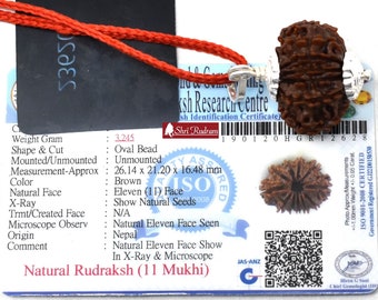 ShriRudram 11 Mukhi Rudraksha / Eleven Face Rudraksh Nepal Bead Lab Certified 26.1  MM