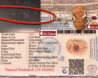 ShriRudram 16 Mukhi Rudraksha / Sixteen Face Rudraksh Java Bead Lab Certified 21.03 MM