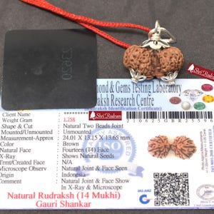 ShriRudram 14 Mukhi Gauri Shankar Rudraksha / Gouri Sankar Rudraksh Java Bead Lab Certified 24.01 MM