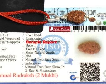 Shri Rudram 2 Mukhi Rudraksha / Two Face Rudraksh Java Bead Lab Certified 14 - 16 MM