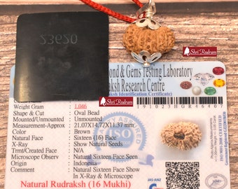 ShriRudram 16 Mukhi Rudraksha / Sixteen Face Rudraksh Java Bead Lab Certified 21.07 MM