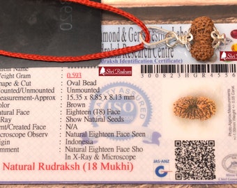 ShriRudram 18 MUkhi Rudraksha / Eighteen Face Rudraksh Java Bead Lab Certified 15.35 MM