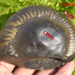 ShriRudram Big Size Golden Narsimha Shaligram, Saligram Stone Gandaki Nepal, Ritual Object, Pooja Item, Vishnu Puja, Religious Gifts NS365