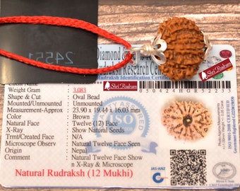 ShriRudram 12 Mukhi Rudraksha / Twelve Face Rudraksh Nepal Bead Lab Certified 23.90 MM