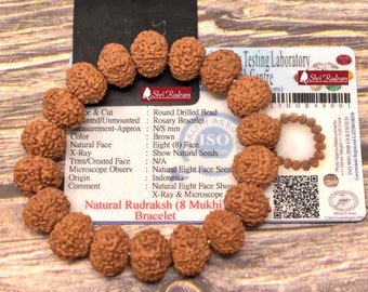 Shri Rudram 8 Mukhi Rudraksha Bracelet / Eight Face Rudraksh Wristlet Java Lab Certified 13 MM