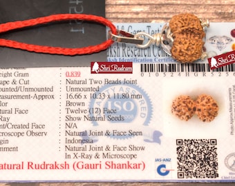 ShriRudram Gauri Shankar Rudraksha / Gouri Sankar Rudraksh Java  Bead Lab Certified 16.66 MM