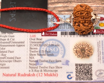 ShriRudram 12 Mukhi Rudraksha / Twelve Face Rudraksh Java Bead Lab Certified 23.54 MM