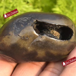ShriRudram Golden Padmanabha Shaligram Padma Nabha Saligram Stone Gandaki Nepal PN165
