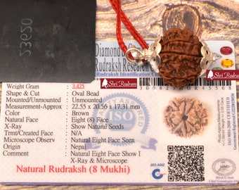 ShriRudram 8 Mukhi Rudraksha Eight Face Rudraksh Nepal Bead Lab Certified 22.55 MM