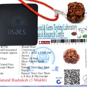 Shri Rudram 3 Mukhi Rudraksha / Drei Gesicht Rudraksh Nepal Bead Zertifiziert