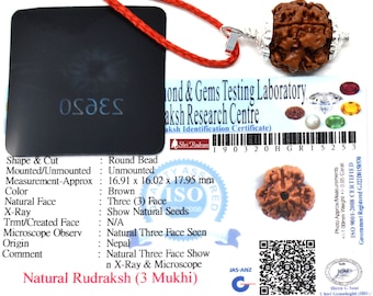 Rudraksha