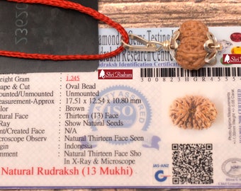 ShriRudram 13 Mukhi Rudraksha / Thirteen Face Rudraksh Java Bead Lab Certified 17.51 MM