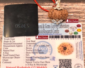 ShriRudram 12 Mukhi Rudraksha / Twelve Face Rudraksh Nepal Bead Lab Certified 21.58 MM