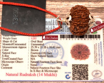 ShriRudram 14 Mukhi Rudraksha Fourteen Face Rudraksh Nepal Bead Pendant Yoga Jewelry Lab Certified 25.39 MM