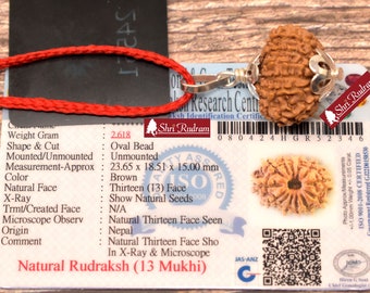 ShriRudram 13 Mukhi Rudraksha / Thirteen Face Rudraksh Nepal Bead Lab Certified 23.65 MM