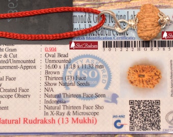 ShriRudram 13 MUkhi Rudraksha / Thirteen Face Rudraksh Java Bead Lab Certified 16.00 MM