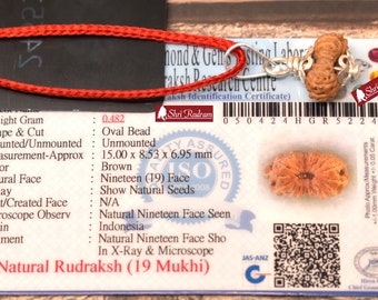 ShriRudram 19 Mukhi Rudraksha / Nineteen Face Rudraksh Java Bead Lab Certified 15.00 MM