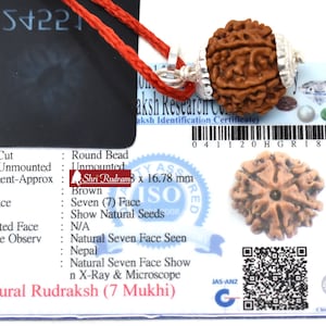 ShriRudram 7 Mukhi Rudraksha / Seven Face Rudraksh Nepal Bead Certified Size 19-21 MM