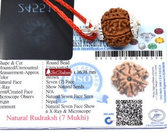 ShriRudram 7 Mukhi Rudraksha / Seven Face Rudraksh Nepal Bead Certified Size 19-21 MM
