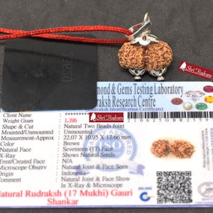 ShriRudram 17 Mukhi Gauri Shankar Rudraksha / Gouri Sankar Rudraksh Java  Bead Small Size Lab Certified 22.07 MM