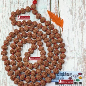 Shri Rudram 6 Mukhi Rudraksha Mala / Six Face Rudraksh Rosary Java Lab Certified D1