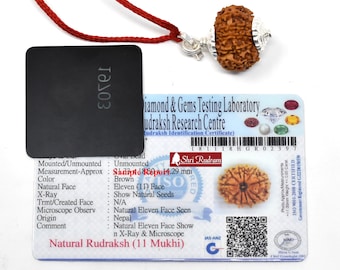 Shri Rudram 11 Mukhi Rudraksha / Eleven Face Rudraksh Nepal Bead Lab Certified 20-22 MM