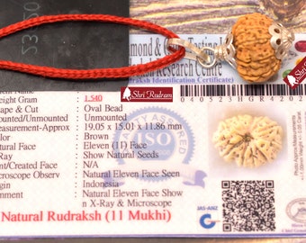 ShriRudram 11 Mukhi Rudraksha / Eleven Face Rudraksh Java Bead Lab Certified 19.05 MM