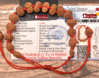 ShriRudram Siddha Bracelet 1 - 14 Mukhi , Gauri Shankar , Ganesh Rudraksha Rudraksh in Lab Certified D51