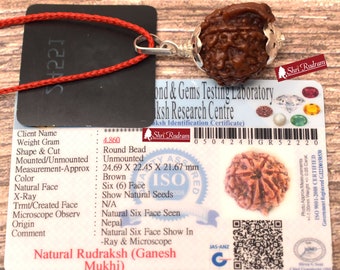 ShriRudram Ganesh Rudraksha / Ganesha Rudraksh Nepal Bead Lab Certified 24.69 MM