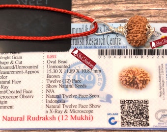 ShriRudram 12 Mukhi Rudraksha / Twelve Face Rudraksh Java Bead Lab Certified 15.30 MM