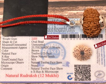 ShriRudram 12 Mukhi Rudraksha / Twelve Face Rudraksh Nepal Bead Lab Certified 23.75 MM