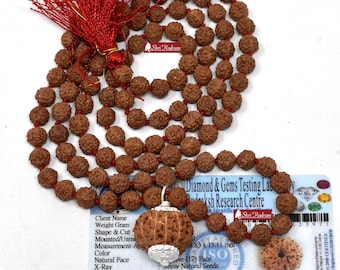 ShriRudram 12 Mukhi Rudraksha / Twelve Face Rudraksh Java Bead Lab Certified Attached in 5 Mukhi Mala