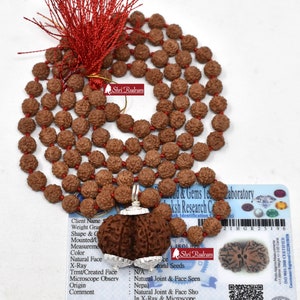 ShriRudram Gauri Shankar Rudraksha / Gouri Sankar Rudraksh Nepal Bead Lab Certified Attached in 5 Mukhi Mala