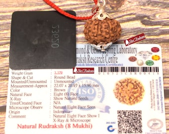 Shri Rudram 8 Mukhi Rudraksha Eight Face Rudraksh Java Bead Lab Certified 22.07 MM