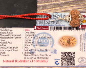 Shri Rudram 15 Mukhi Rudraksha / Fifteen Face Rudraksh Java Bead Lab Certified 18.05 MM