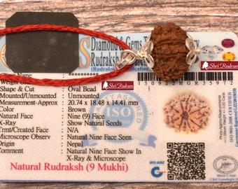 ShriRudram 9 Mukhi Rudraksha / NIne Face Rudraksh Nepal Bead Lab Certified Size 20-22 MM