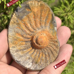 ShriRudram Extremely Rare Sudarshan Shaligram, Yellow Brown Narayan Sudarshan Shaligram Shila, Sudershan Shaligram Gandaki River Nepal YS78