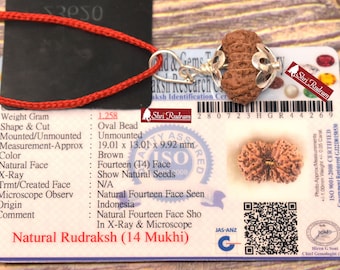 ShriRudram 14 MUkhi Rudraksha / Fourteen Face Rudraksh Java Bead Lab Certified 19.01 MM