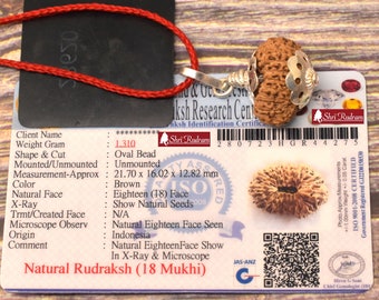 ShriRudram 18 MUkhi Rudraksha / Eighteen Face Rudraksh Java Bead Lab Certified 21.70 MM